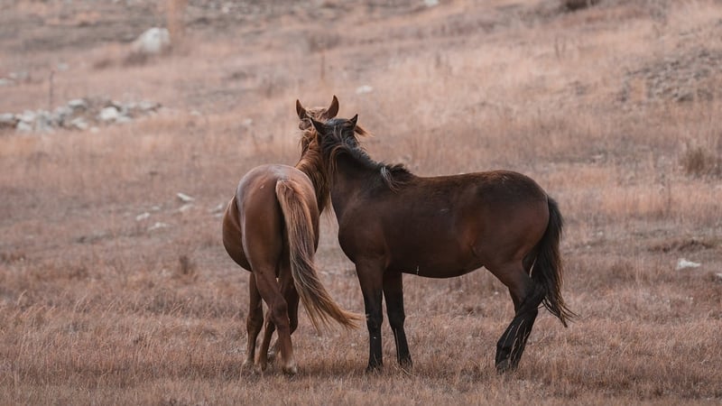 Untamed Territories